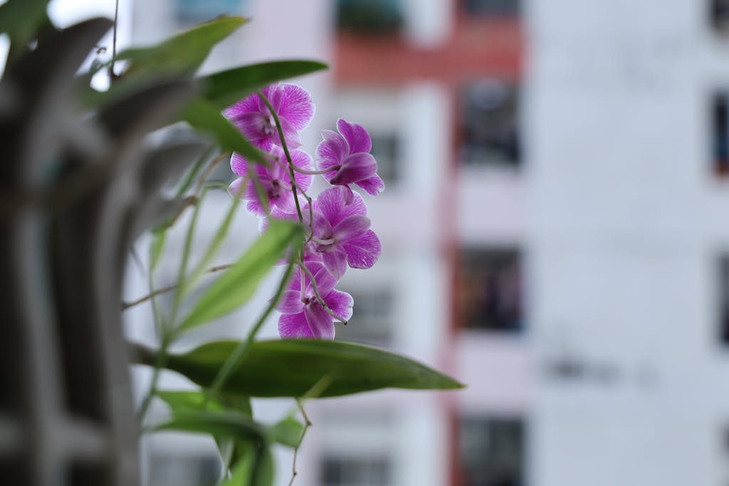 Close-up of purple orchids with a blurred cityscape in the background, showcasing nature amidst urban life.